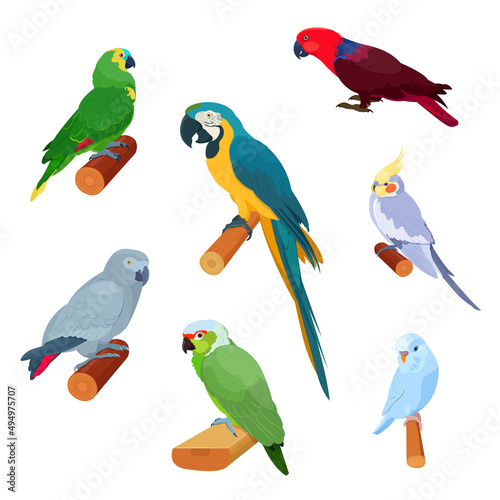 Realistic tropical parrots sitting on branches. African grey parrot, macaw, cockatiel, parakeet, eclectus parrot, amazon parrot. Vector illustration