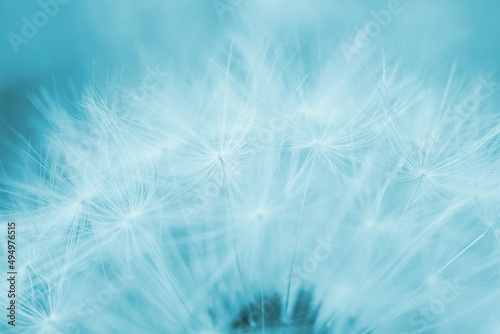 Dandelion cap with seeds closeup. Light summer floral background. Airy and fluffy wallpaper. Blue tinted backdrop. Dandelion fluff  wallpaper. Macro