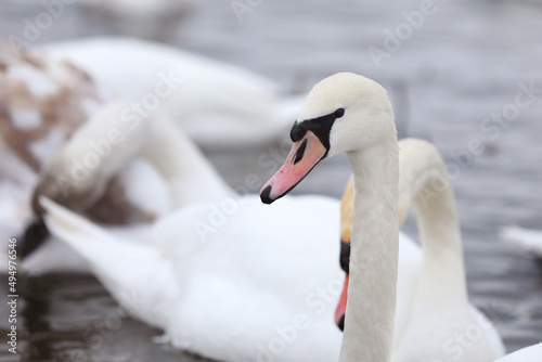 Flock swans swims in the pond. Wintering of wild birds in the city. Survival of birds  nature care  ecology environment concept  fauna ecosystem