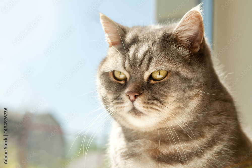 Portrait of an incredibly beautiful gray British Shorthair cat. Portrait of an incredibly beautiful gray British Shorthair cat.