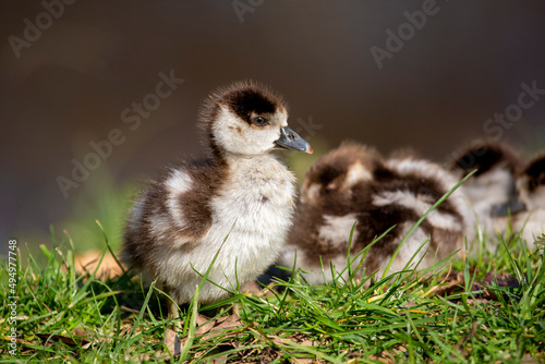 Egyptian gosling