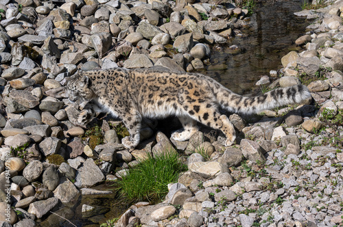 Close-up of a snow leopard  Panthera uncia syn. Uncia uncia 