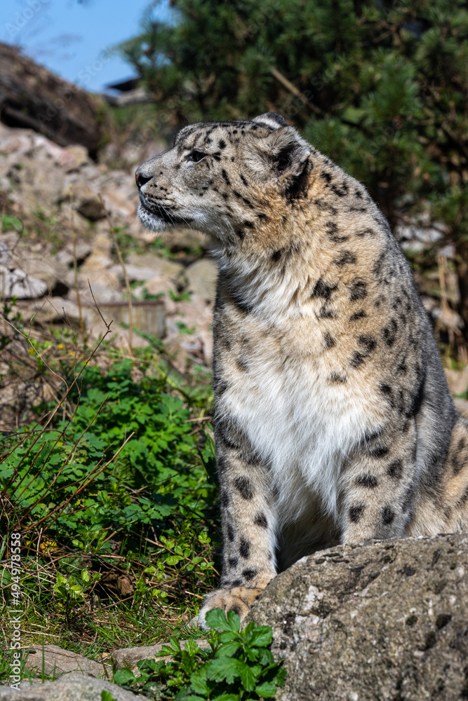 Close-up of a snow leopard (Panthera uncia syn. Uncia uncia) Close-up of a snow leopard (Panthera uncia syn. Uncia uncia)