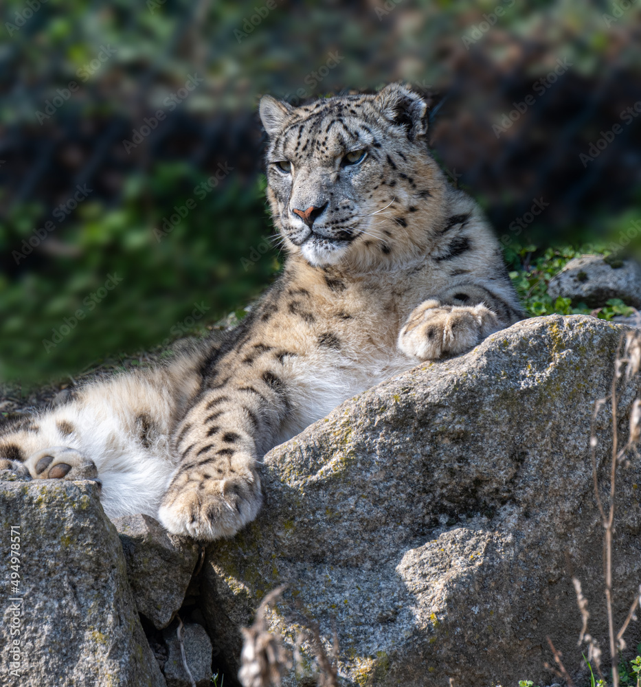 Close-up of a snow leopard (Panthera uncia syn. Uncia uncia) Close-up of a snow leopard (Panthera uncia syn. Uncia uncia)