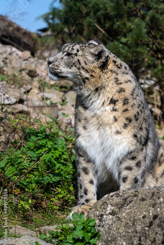 Close-up of a snow leopard  Panthera uncia syn. Uncia uncia 