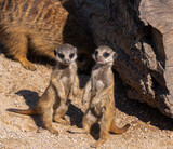 Meerkats (Suricata suricatta) with young animals