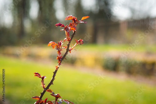 rose sprouts sprou red photo