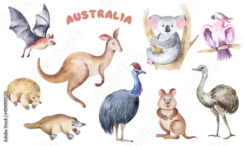 Fototapeta Naklejka Na Ścianę i Meble -  Watercolor illustration of Australian cartoon animals. Australian children's illustrations. Children's illustrations of animals.