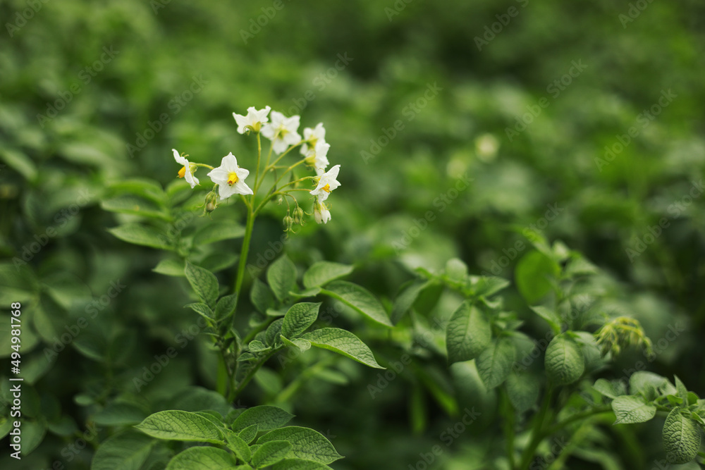 the potato flowers are white, blurred background the garden of the natural growing conditions. flowering potatoes in the field the potato flowers are white, blurred background the garden of the natural growing conditions. flowering potatoes in the field