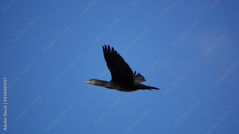 Fototapeta premium Cormorán grande en vuelo