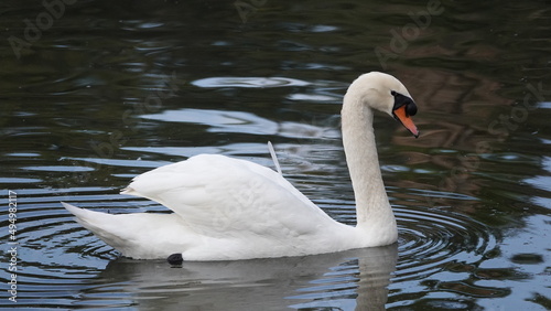 Cisne nadando