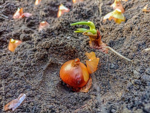 close-up of onion in planting process .