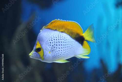 Fototapeta Closeup of a vibrant colorful fish swimming in an aquarium with a blurry backgro