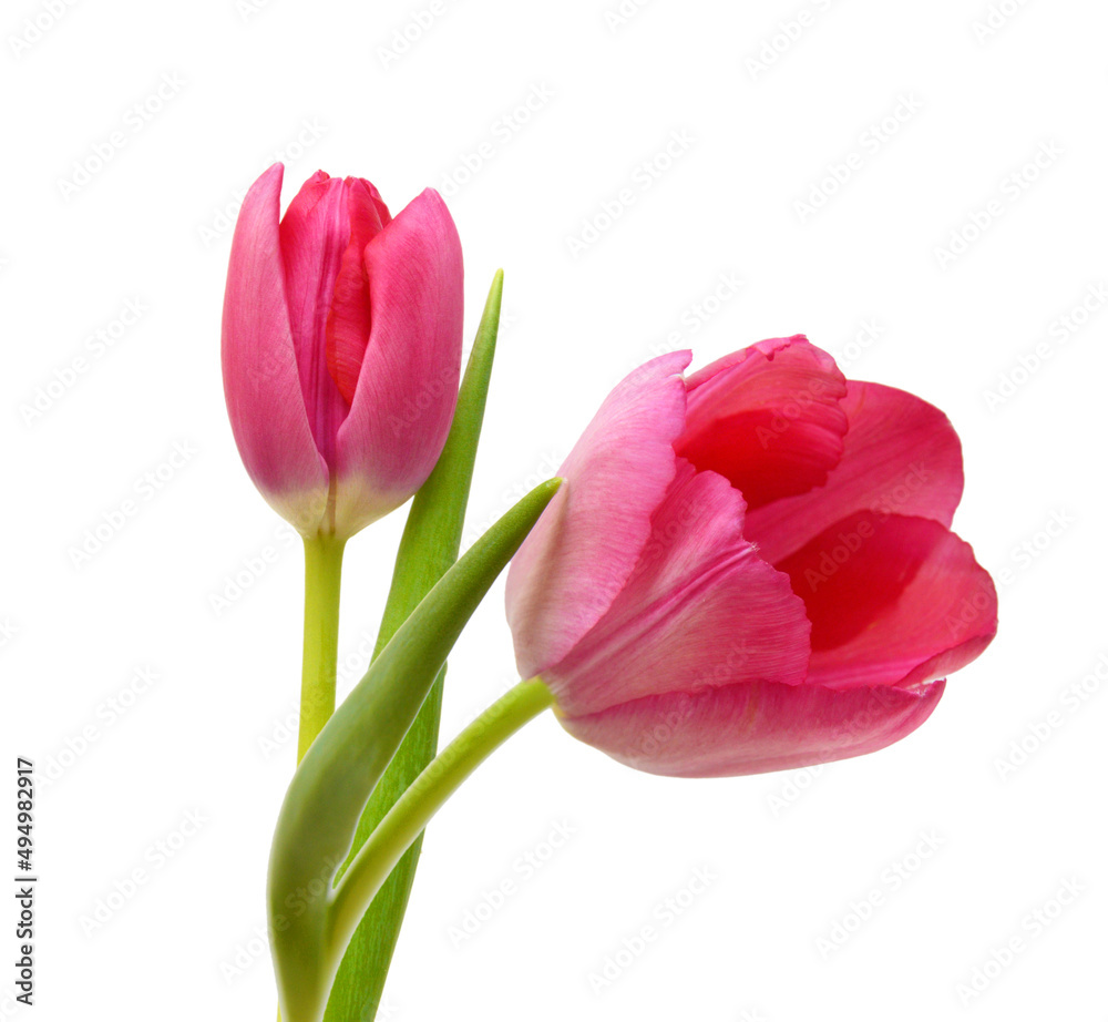Colorful tulip flowers isolated on white Colorful tulip flowers isolated on white