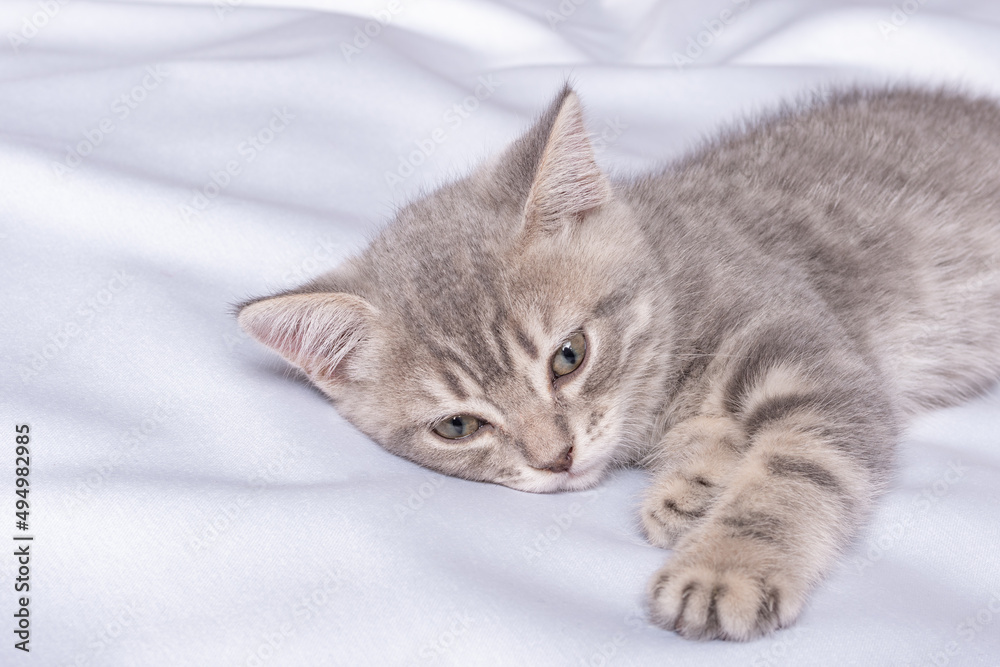 A gray striped little kitten lies on a white blanket. The kitten is resting after playing. Portrait of beautiful gray tabby cat
