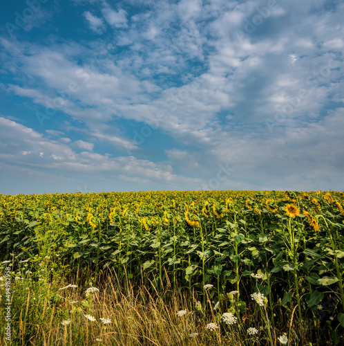 Sunflower field landscape with flowers facing the sun