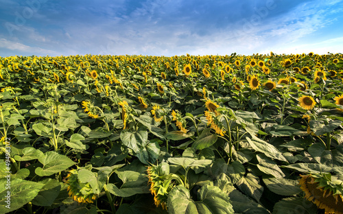 Sunflower field with beautiful sky and flowers facing the sun