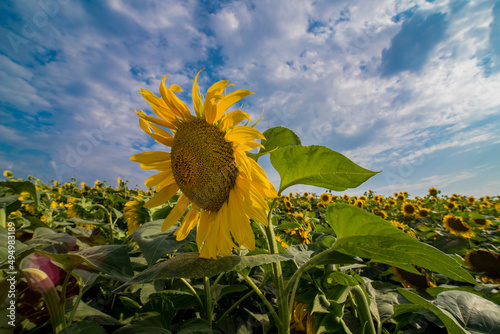 Big flower closeup in front of sunflower field with and beautiful sky