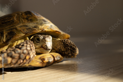 a land turtle crawls on the floor in a room