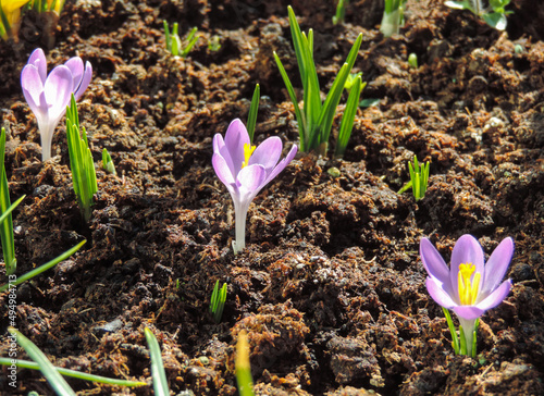 early spring small purple crocuses blooming in soil on sunny morning