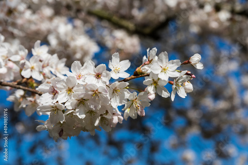 Kirschblüte im Rheinaue Park in Bonn im Frühling, Deutschland photo