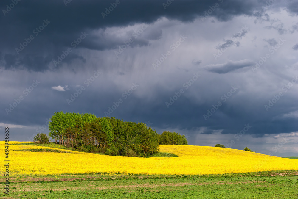 Yellow field of flowering rape on background dramatic stormy sky and the coming rain during summer sunrise or sunset.