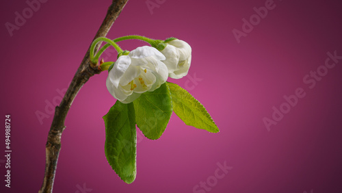 Plum Tree Branch with Two Blooming Flowers Buds on a Purple Background with Copy Space. Plum Blossom in Spring Background