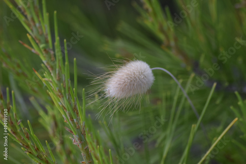 Selective focus shot of a beautiful Hare's tail grass growing surrounded by lush greenery photo