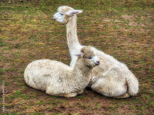 Closeup shot of Huacaya alpacas photo