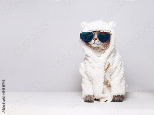 Funny tabby cute kitten with glasses. Pets concept. Lovely fluffy cat in bear costume on gray background. Wide angle horizontal wallpaper or web banner. Free space for text. © KDdesignphoto