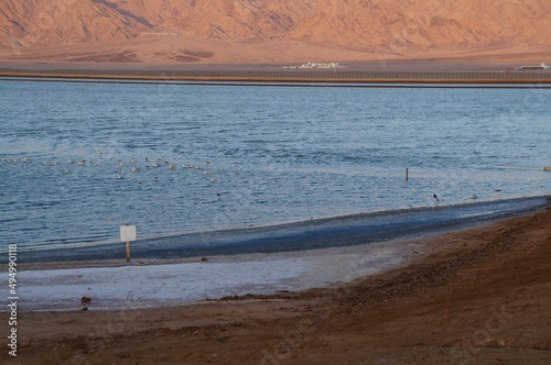 Salt lake with flamingos near Eilat, Israel and the border with Jordan