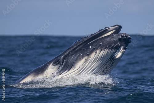Big blue whale jumps out of water photo