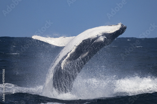 Big blue whale jumps out of water photo