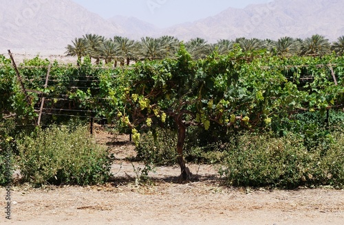Vineyard in the Arava desert near Eilat, Israel, grapes growing