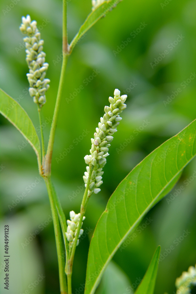 Weeds of Persicaria lapathifolia grow in the field Weeds of Persicaria lapathifolia grow in the field