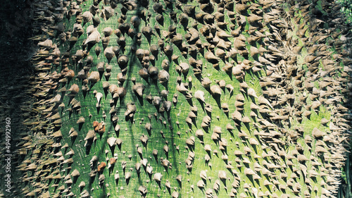 Detailed closeup of the trunk of a young kapok tree