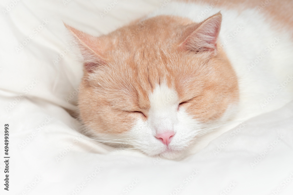 White domestic cat with red and a pink nose macro portrait. Scottish Straight sleeping on a cream bed at home