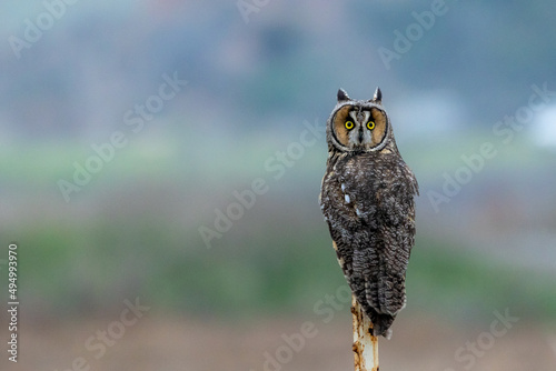 Closeup shot of an owl on a tree branch with blurred background photo