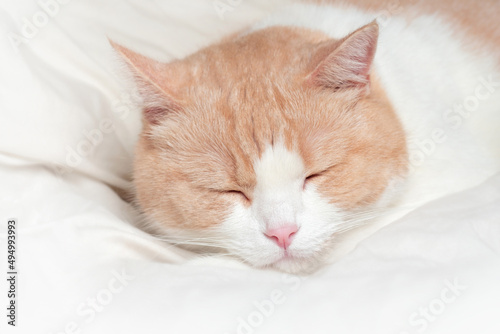 White domestic cat with red and a pink nose macro portrait. Scottish Straight sleeping on a cream bed at home