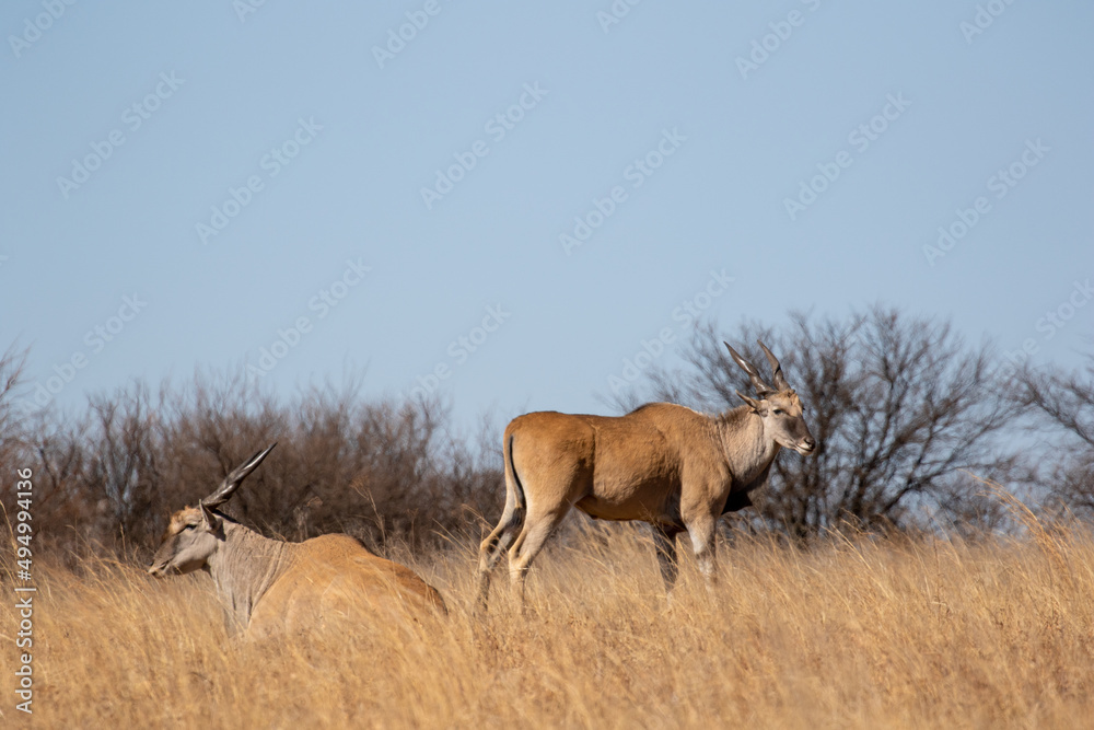 Eland Bull, Addo Elephant National Park