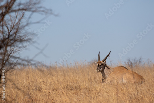 Eland Bull, Addo Elephant National Park