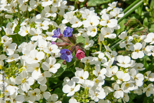 Close-up shot of four lungworts flowers in the middle of white Arabis flowers field photo