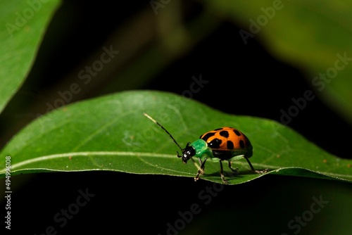Joaninha de corpo amarelo com manchas pretas e cabeça verde com longas antena, andando sobre uma folha verde em um fundo preto. Mata Atlântica Brasileira, São Paulo, Brasil. photo
