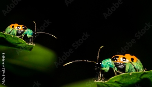 Joaninhas verde e amarelas com pintas pretas. Nome cientifico Besouro de pepino. Ou Diabrotica balteata é uma espécie de besouro. photo
