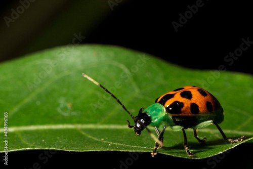 Joaninha de corpo amarelo com manchas pretas e cabeça verde com longas antena, andando sobre uma folha verde em um fundo preto. Mata Atlântica Brasileira, São Paulo, Brasil. photo