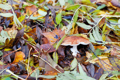 The russula mushroom grew on the damp soil of fallen leaves.