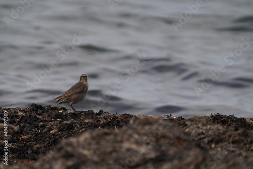 Shallow focus shot of a rock pipit bird standing at seashore on a blurred background of the sea photo