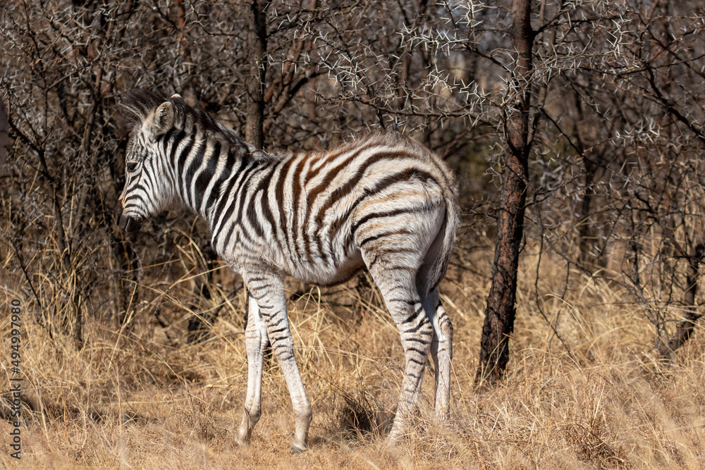 Fototapeta premium Zebra foal, Kruger National Park