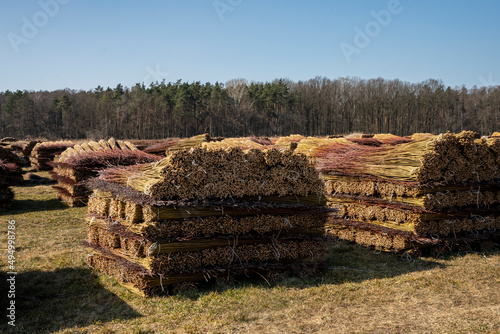 Wiklina, młode pędy wierzby po zbiorach, młode pędy wierzby w czasie suszenia, suszenie wikliny, suszenie wierzby, suszenie wierb,  Wicker, young willow shoots after harvest, young willow shoots durin