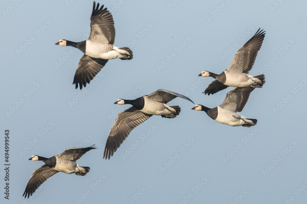 Obraz premium wildgänse